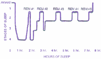Giấc ngủ được hình thành như thế nào?